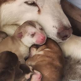 Girl 1 - Red and white female Alaskan Malamute puppy in Grayson County, Virginia from River Bend Malamutes