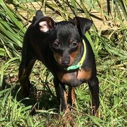 Green Collar Female - Black and rust female Miniature Pinscher puppy in Wayland, Michigan from DeLeeuw Family Miniature Pinschers
