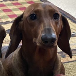 Dachshunds from Casperdachs