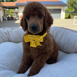 Yellow collar - Red  female Poodle puppy in Riverside, California from Riverside red poodles
