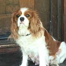 Madori - Cavalier King Charles Spaniel