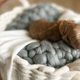 Poodle Puppies from Miller Creek Standard Poodles