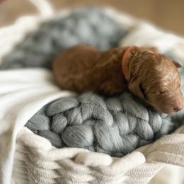 Poodle Puppies from Miller Creek Standard Poodles
