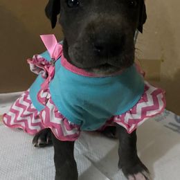 Great Dane Puppies from Stancydane AKC Great Danes