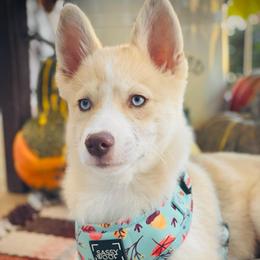 Mink - Merle female Pomsky puppy in Greenville, South Carolina from Thicketty Mountain Pomskies