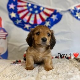 Boy 1 - Cream male Dachshund puppy in Nederland, Texas from M & M Pups