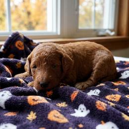 Girl 1 - Red  female Poodle puppy in Mc Henry, Illinois from Sunset Maple Poodles