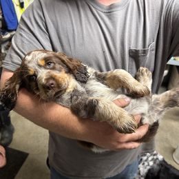 Rizzo - Tri-Roan female English Springer Spaniel puppy in Check, Virginia from Little River English Springer Spaniels