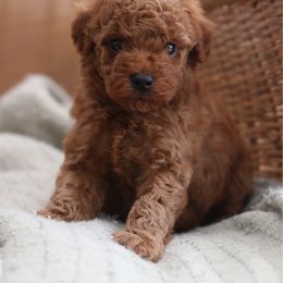 Aster - Red  male Poodle puppy in Axtell, Texas from Dlm_doodles