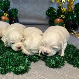 Girl 2 - White Coton de Tulear puppy in St Johns, Michigan from Centennial Farms Cotons