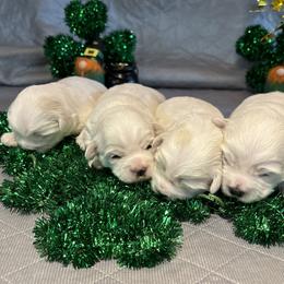 Girl 2 - White Coton de Tulear puppy in St Johns, Michigan from Centennial Farms Cotons