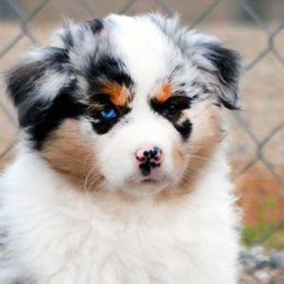 Australian Shepherds from Old West Australian Shepherds