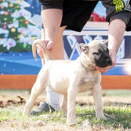 Lighter fawn girl - Fawn female Perro de Presa Canario puppy in Leitchfield, Kentucky from Rey Gladiador Presa Canario