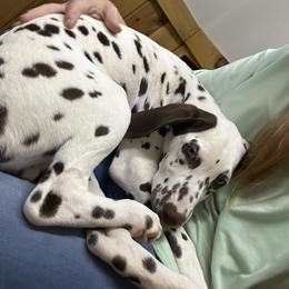 Dalmatian and Poodle Puppies from Cotton Top
