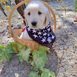 Girl 2 - Light golden female Golden Retriever puppy in Loomis, California from Davids Golden Retrievers