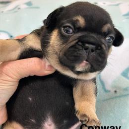Conway - Black and tan male French Bulldog puppy in Germantown, Ohio from LaBelle Bulldogs