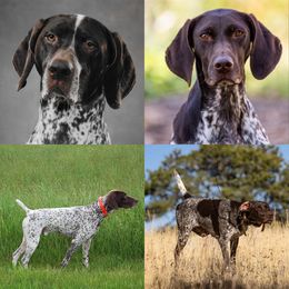 German Shorthaired Pointer puppies from Trillium German Shorthaired Pointers