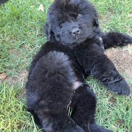 Black Boy - Black male Newfoundland puppy in Squaw Valley, California from Bear Mountain