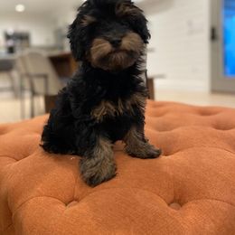 Goldendoodle, Havanese, and Havapoo Puppies from Lady Paws Puppies