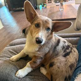 American Corgi and Border Collie Puppies from Duncan's Border Collies and Corgis