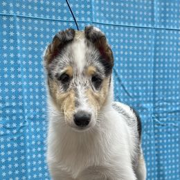 Girl 2 - Collie puppy in Graham, Washington from Diamund Collies