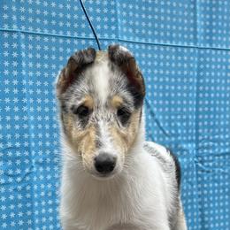 Girl 2 - Collie puppy in Graham, Washington from Diamund Collies