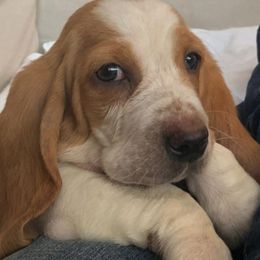Basset Hounds from Bassets of Hood Canal & Steamboat Island