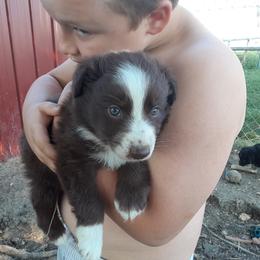 Australian Shepherd and Pembroke Welsh Corgi Puppies from Rocky Blue Australia shepherds