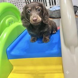 Zeus - Chocolate and tan male Dachshund puppy in Pleasant Garden, North Carolina from Milky Way Miniature Dachshunds