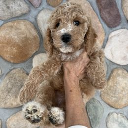 Rabbit - Coral - Cream female Goldendoodle puppy in Kent City, Michigan from Hannah Mae Doodles