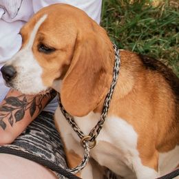 Delmonico - Red black and white female Beagle puppy in Brockway, Pennsylvania from Sugar Hill Hounds