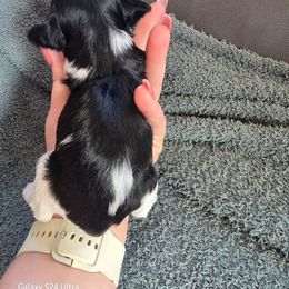 Maggie - Black and white female Havanese puppy in Melba, Idaho from Lawson Havanese