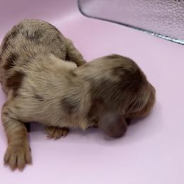Faye - Dapple female Dachshund puppy in Barstow, California from Kindle & Burrow Dachshunds