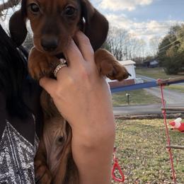 Bentley - Red male Dachshund puppy in Blountville, Tennessee from Dachshund Delight