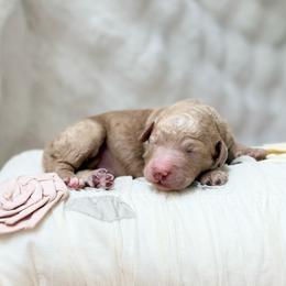 Twilight - Cream female Goldendoodle puppy in Evans, Georgia from Have-a-Doodle Hill