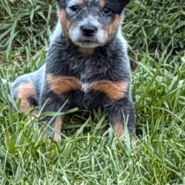 Durk - Blue male Australian Cattle Dog puppy in Billings, Montana from Sugarloaf French bulldogs and Australian cattle dogs