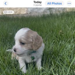 Star - Buff and white Cockapoo puppy in Elgin, Texas from Good Grief Doodles