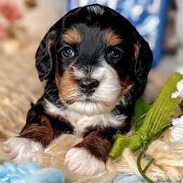 Elizabeth - Black female Australian Labradoodle puppy in Decatur, Alabama from Southern Meadows Doodles
