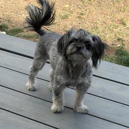 Lulu - Black female Companion Cross puppy in Calhan, Colorado from Millennium Falcon Kennels