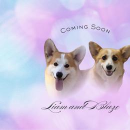 Pembroke Welsh Corgi puppies from Flipside Dogs