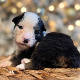 Eden - Black tri female Miniature American Shepherd puppy in Ash Grove, Missouri from 3 Barrels Farms, LLC