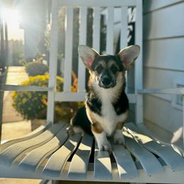 Lulu's Orange Girl - Black and tan female Pembroke Welsh Corgi puppy in Vilonia, Arkansas from Lucky Pups Corgis