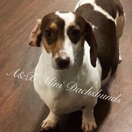 Scarlet - Dachshund