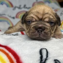 French Bulldog Puppies from Carter’s Kennel