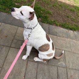 Tula - Blue fawn brindle female American Staffordshire Terrier puppy in Clintwood, Virginia from SkyBlue Kennel