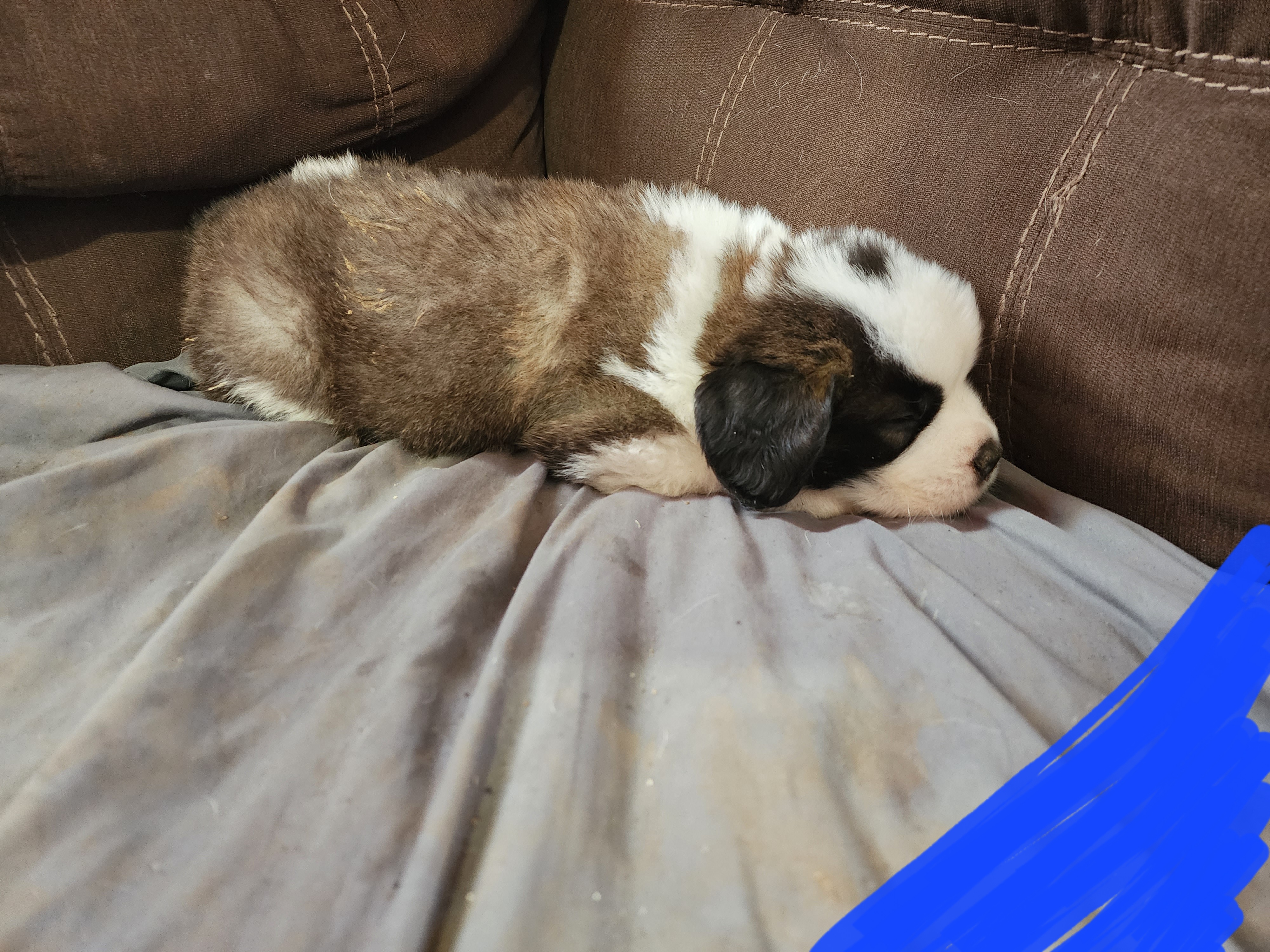 Saint Bernard Puppies from Tonya Tate's Saint Bernards