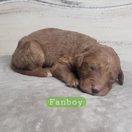 Fanboy (Green Collar) - Red  male Goldendoodle puppy in Scurry, Texas from 07 Seven Oaks Goldens and Doodles