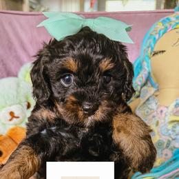 Zara Mars - Black and tan female Cavapoo puppy in Tucson, Arizona from Unicorn Tears and Cavaliers