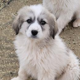 Phillipa - Colorado Mountain Dog puppy from Big Sky Acres