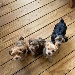 Yorkipoos and Yorkshire Terriers from Hoosier Hill Puppies